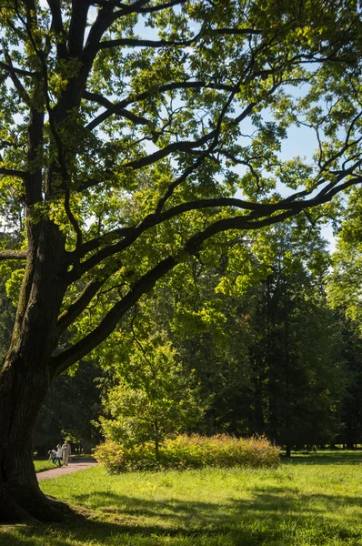 Old oak in the park — Stock Photo, Image