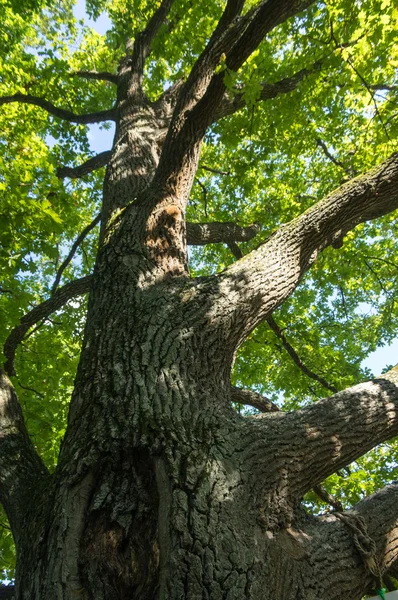 Alte Eiche im Park — Stockfoto