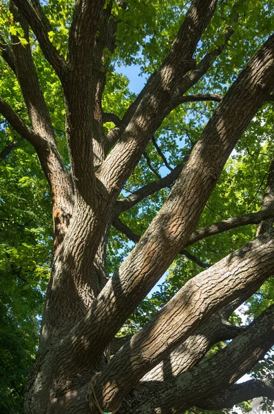 Alte Eiche im Park — Stockfoto