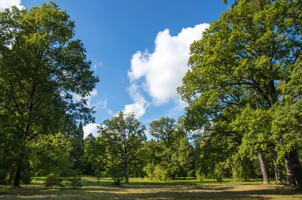 Parkta yaşlı oaks — Stok fotoğraf