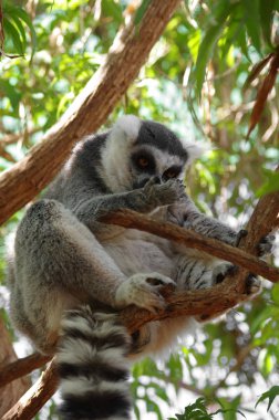 Ring-Tailed Maki