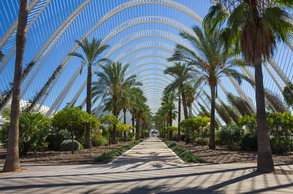 Palmenallee in Valencia — Stockfoto