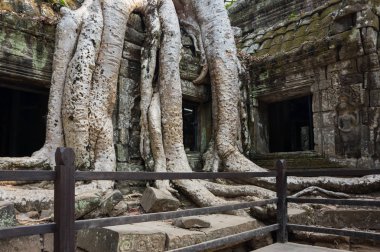 ta prohm Tapınağı