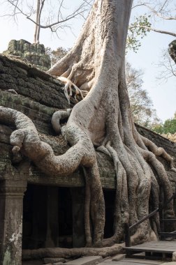 ta prohm Tapınağı