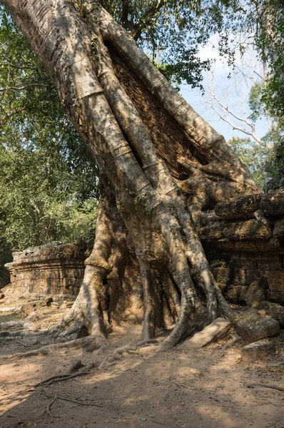 Ta templo prohm — Fotografia de Stock