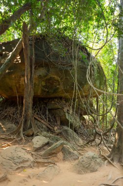 Kamboçya'da yağmur ormanı