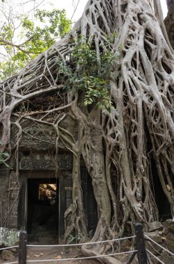 ta prohm Tapınağı