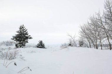 Bir kış ormandaki ağaçlar