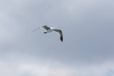 Martı üzerinde göster