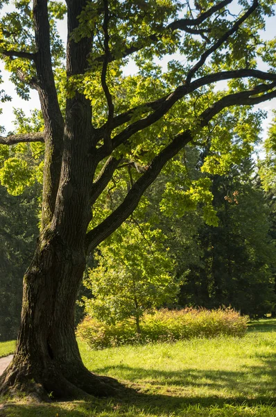 Parkta yaşlı meşe — Stok fotoğraf