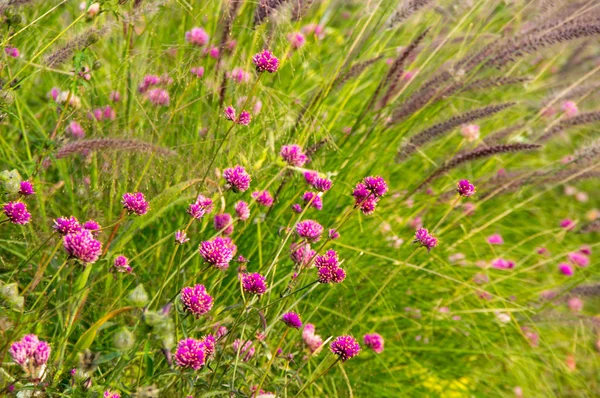 Trevo rosa florescente — Fotografia de Stock