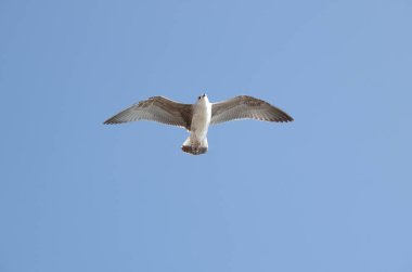 Martı üzerinde göster