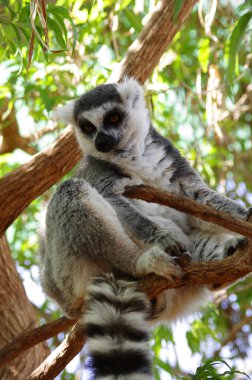 Ring-Tailed Maki