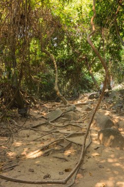 Kamboçya'da yağmur ormanları