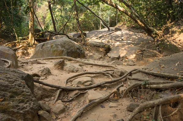 カンボジアの熱帯雨林 — ストック写真