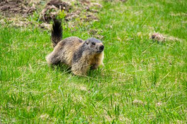 Marmot in the grass clipart