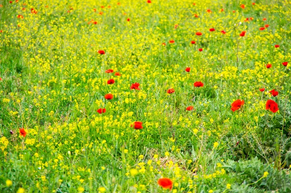 Campo de papoilas florescentes — Fotografia de Stock