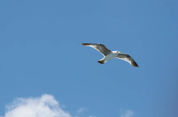 View on seagull — Stock Photo, Image