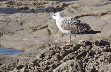 Martı üzerinde göster