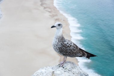 Martı üzerinde göster