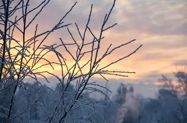 Gökyüzüne karşı donmuş dalları