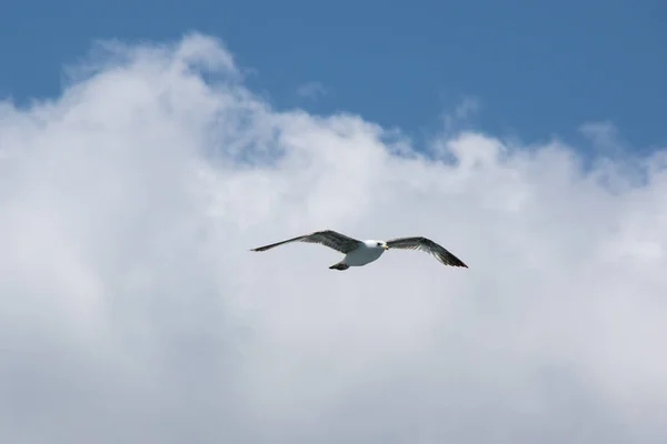 View on seagull — Stock Photo, Image