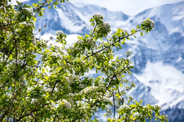Frühling in den französischen Alpen — Stockfoto