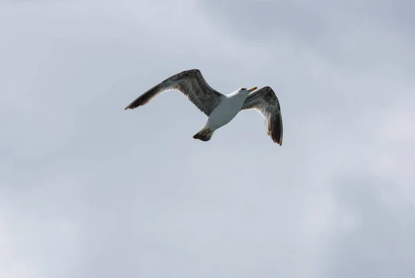 View on seagull — Stock Photo, Image