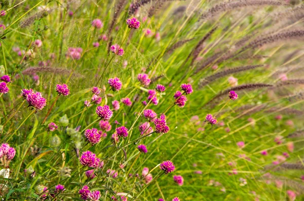 Trevo rosa florescente — Fotografia de Stock