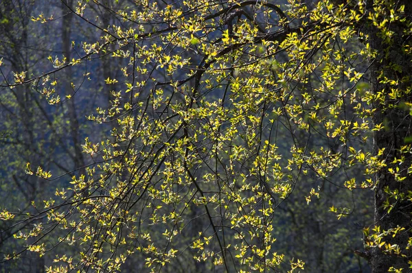 The spring forest — Stock Photo, Image