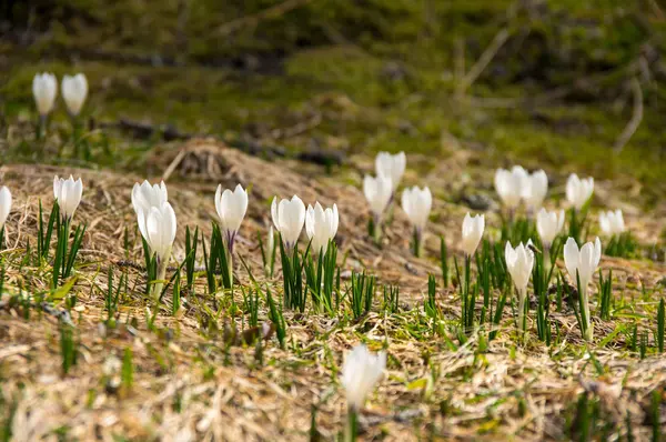 Crocus flowers in high mountains — Stock Photo, Image