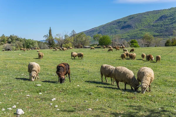 Bir alandaki koyunlar — Stok fotoğraf