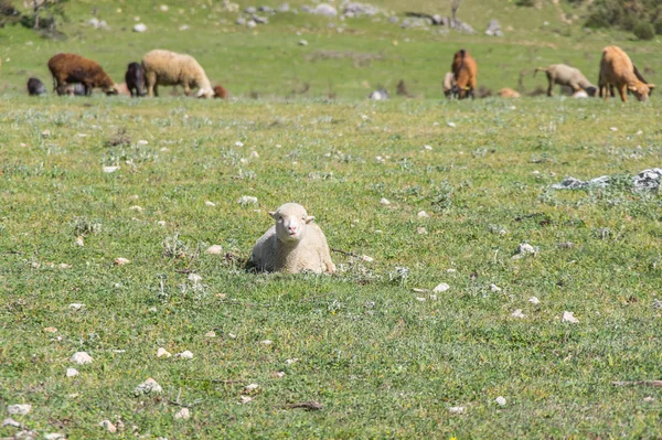 Sheeps in een veld — Stockfoto