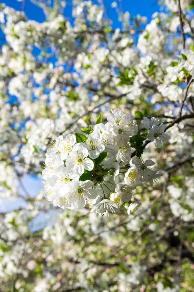 elma çiçeği Şubesi
