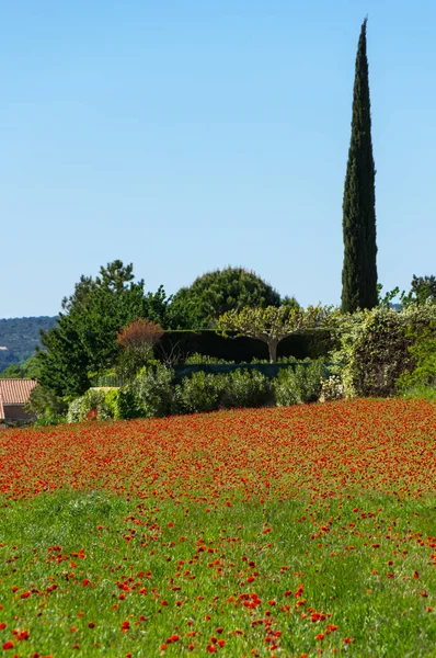 Campo de amapolas florecientes —  Fotos de Stock