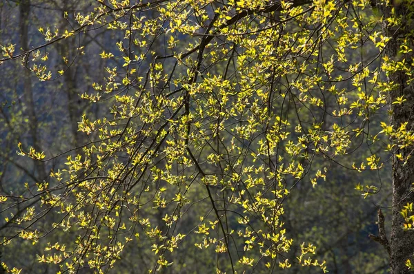 Bahar orman — Stok fotoğraf