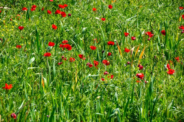 Campo de papoilas florescentes — Fotografia de Stock