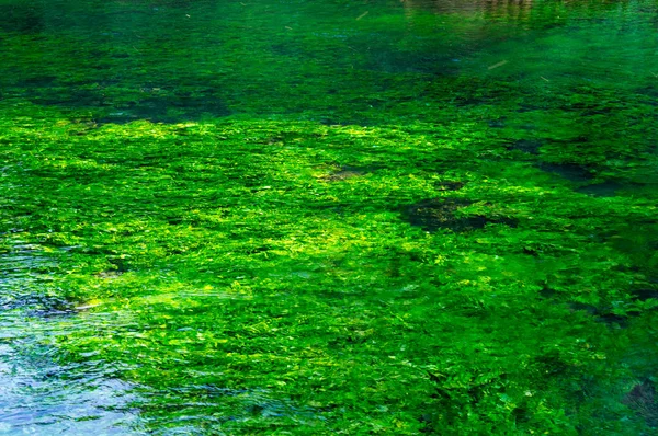 Fiume verde smeraldo che scorre — Foto Stock