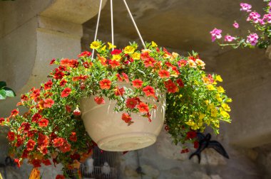 Petunya asılı önbellek-pot