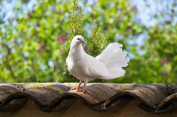 Bílá holubice na zahradě — Stock fotografie