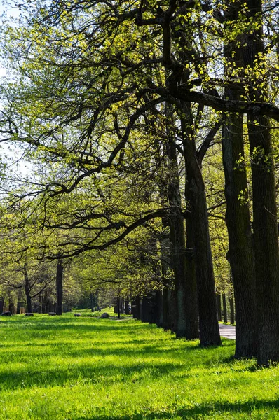 Uitzicht op het Park Alexander in Poesjkin — Stockfoto