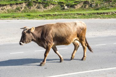 Rusya'nın Kafkasya dağlarında Baksan gorge inek