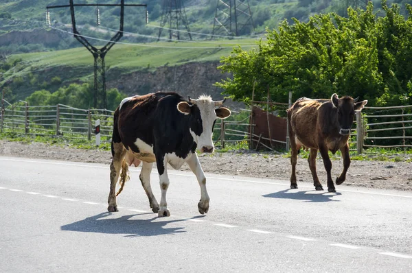 Stádo krav v Baksan rokli v pohoří Kavkaz v Rusku — Stock fotografie