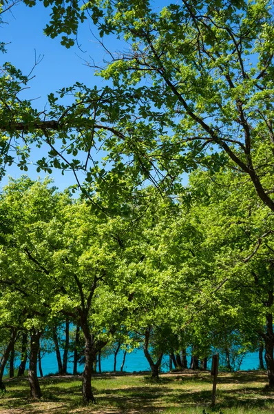 Oak grove görüntülemek — Stok fotoğraf
