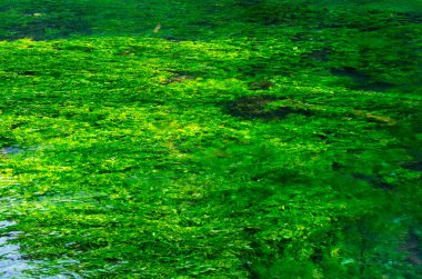 Zümrüt yeşili akan nehir