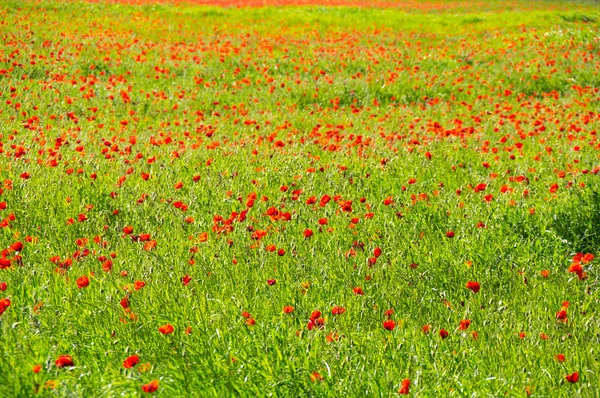 Campo de papoilas florescentes — Fotografia de Stock