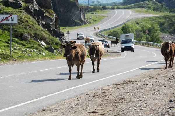 Stádo krav v Baksan rokli v pohoří Kavkaz v Rusku — Stock fotografie