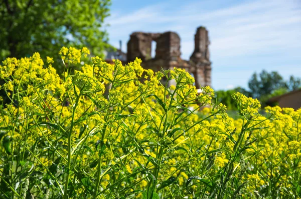 Fleurs de colza jaune — Photo