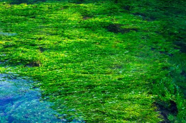 Zümrüt yeşili akan nehir