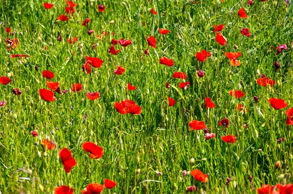 Campo de papoilas florescentes — Fotografia de Stock